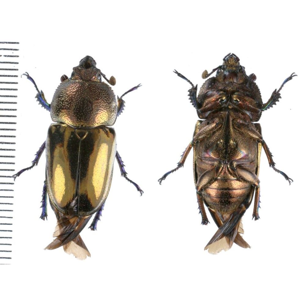 Lamprima adolphinae - Lucanidae from Kainantu, Papua New Guinea, PNG MIX