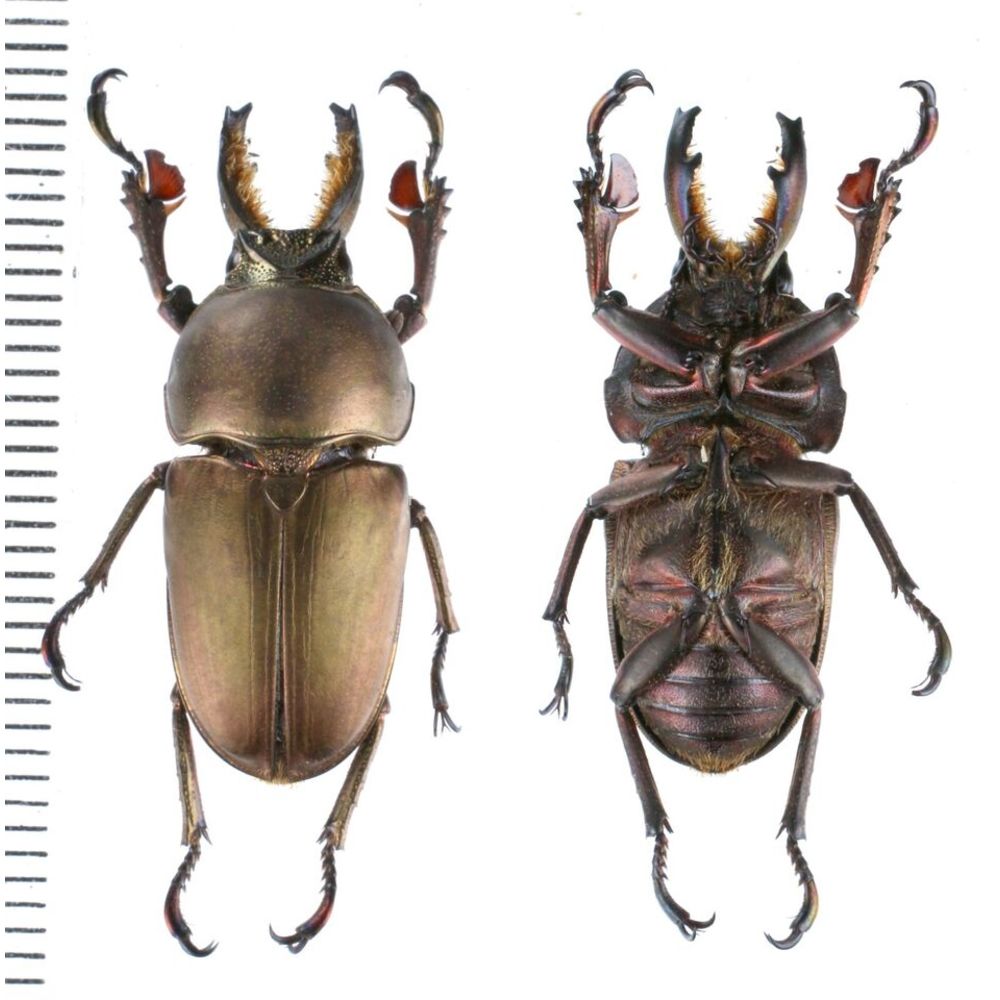 Lamprima adolphinae - Lucanidae from Kainantu, Papua New Guinea, PNG MIX