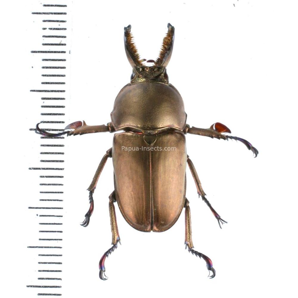 Lamprima adolphinae - Lucanidae from Kainantu, Papua New Guinea, PNG MIX