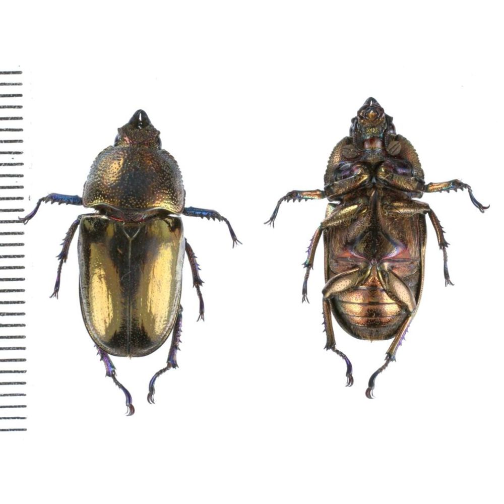 Lamprima adolphinae - Lucanidae from Kainantu, Papua New Guinea, PNG MIX