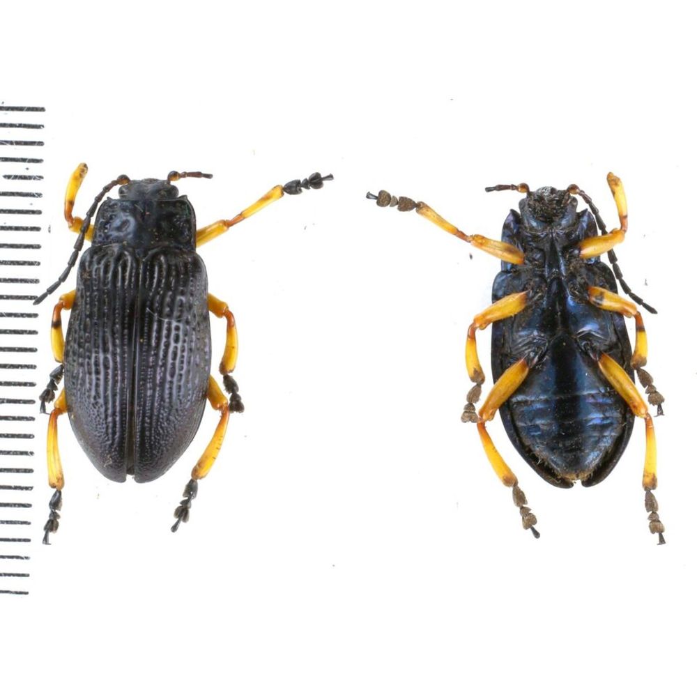 Promechus sp. - Chrysomelidae from Kainantu, Papua New Guinea, PNG MIX