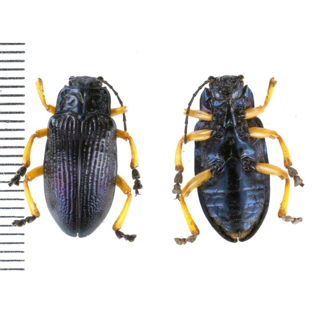 Promechus sp. - Chrysomelidae from Kainantu, Papua New Guinea, PNG MIX