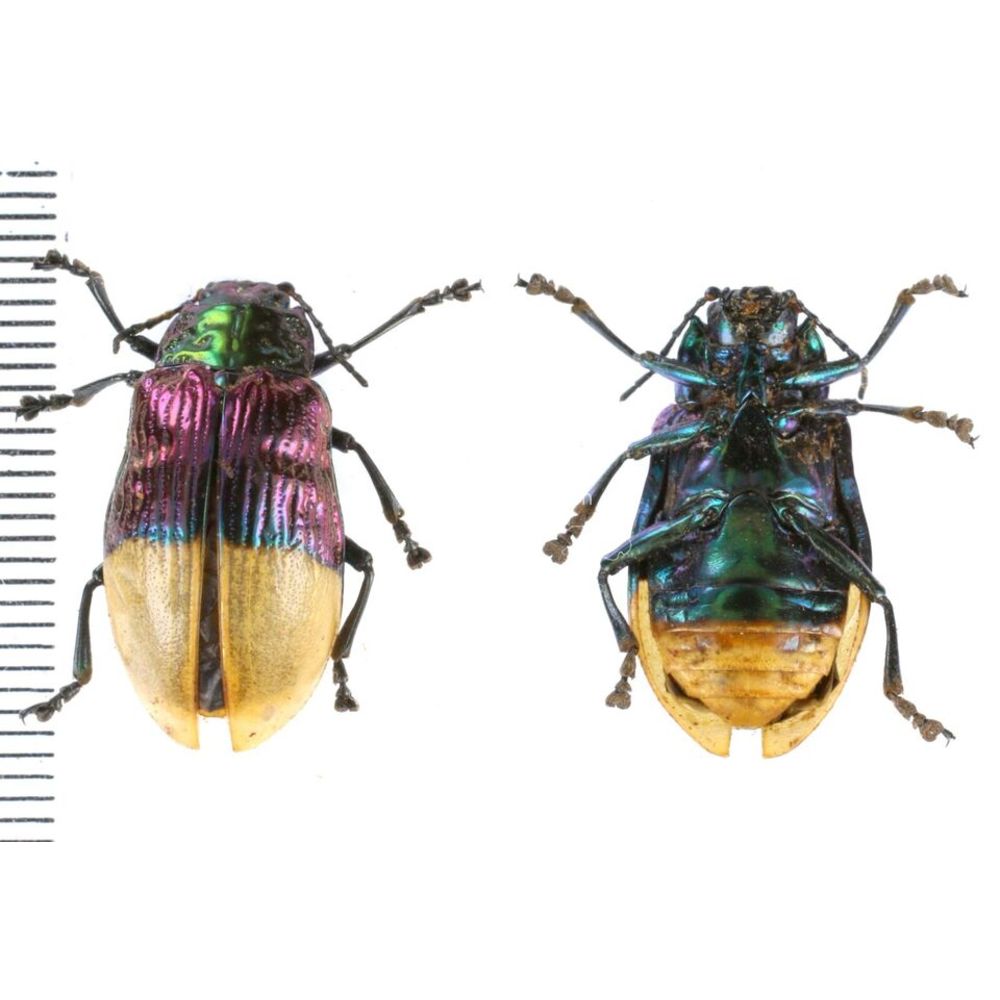 Promechus sp. - Chrysomelidae from Kainantu, Papua New Guinea, PNG MIX