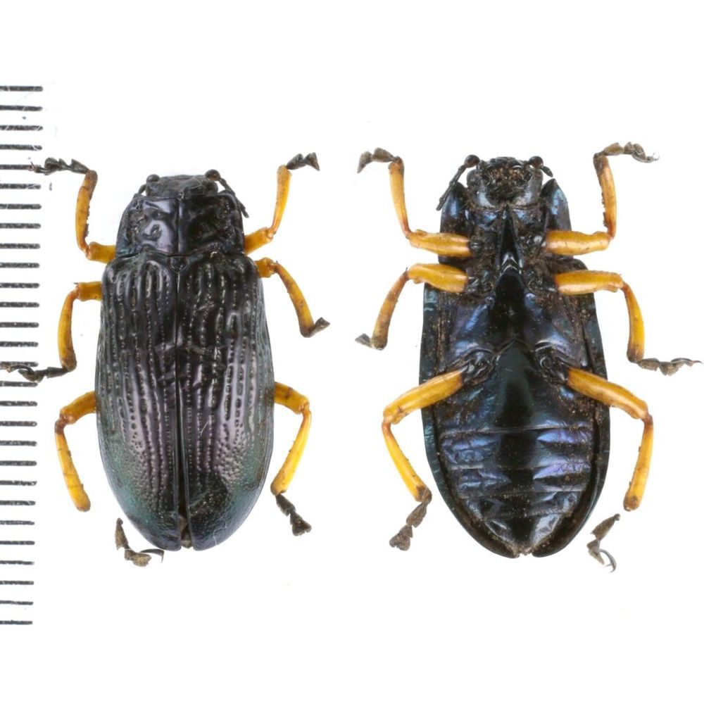 Promechus sp. - Chrysomelidae from Kainantu, Papua New Guinea, PNG MIX