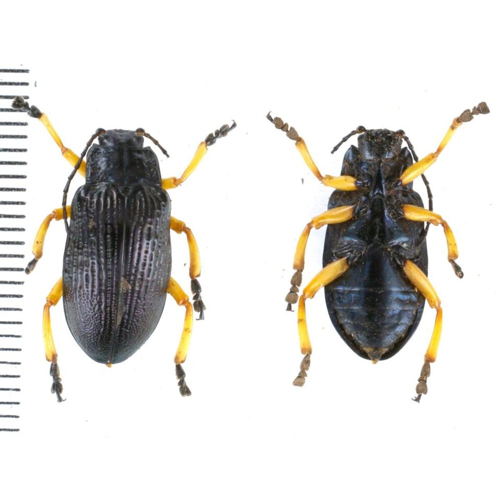 Promechus sp. - Chrysomelidae from Kainantu, Papua New Guinea, PNG MIX