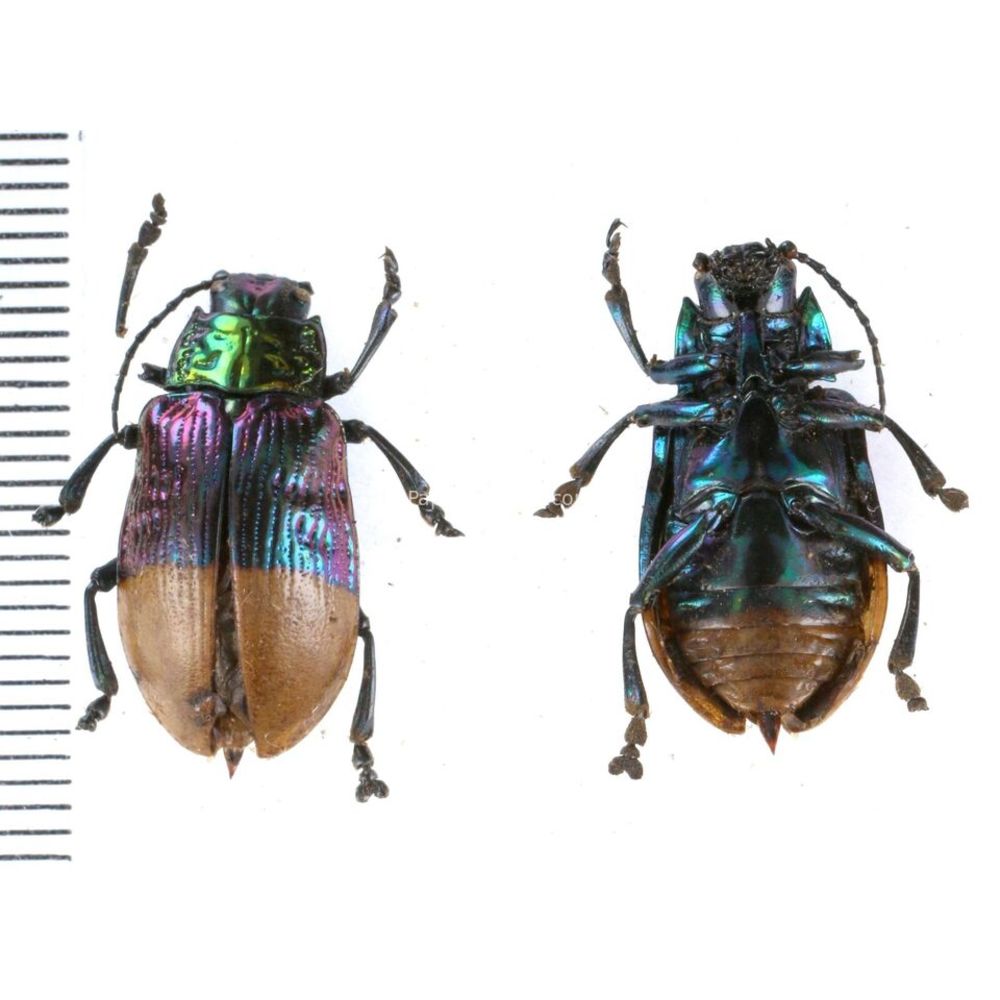 Promechus sp. - Chrysomelidae from Kainantu, Papua New Guinea, PNG MIX