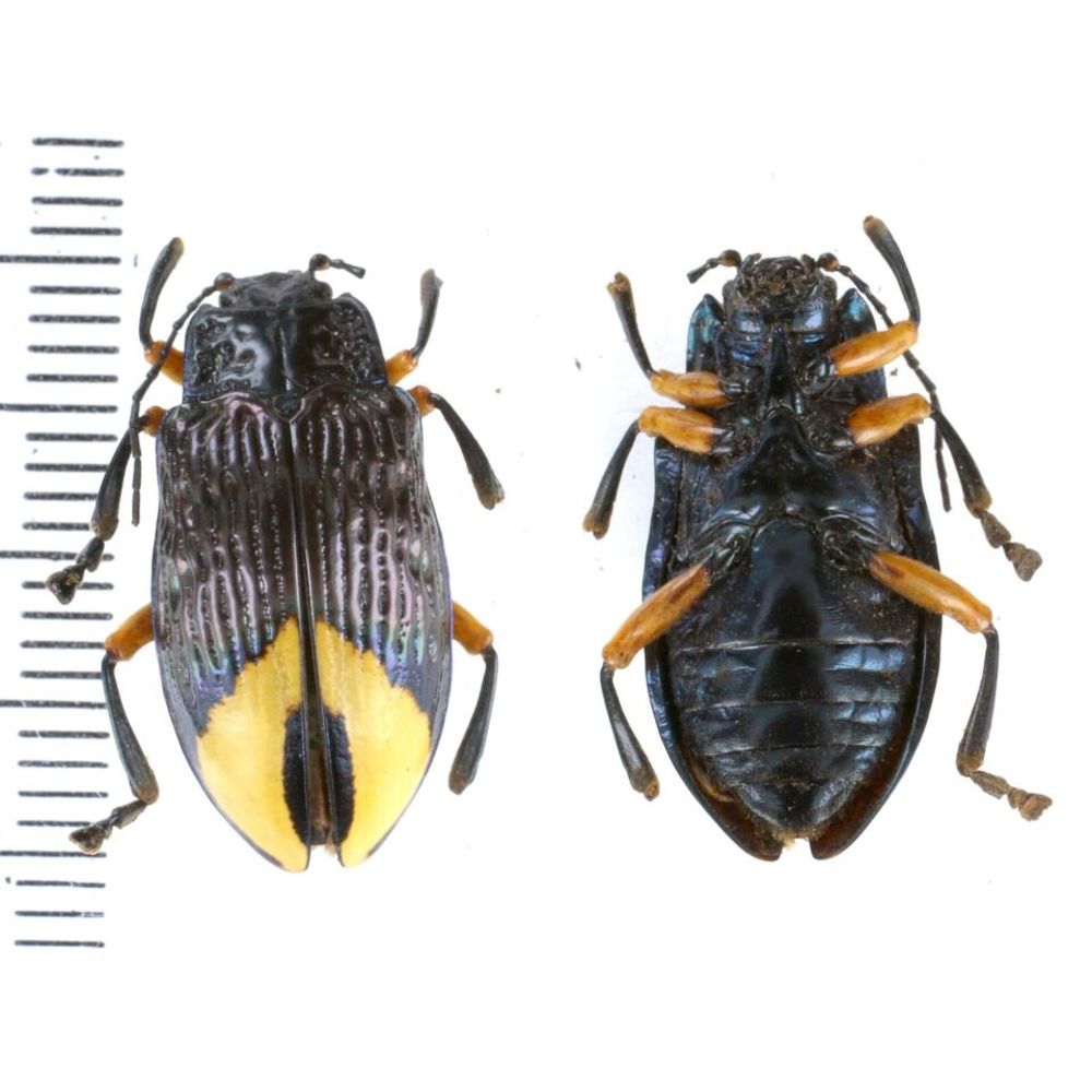 Promechus sp. - Chrysomelidae from Kainantu, Papua New Guinea, PNG MIX