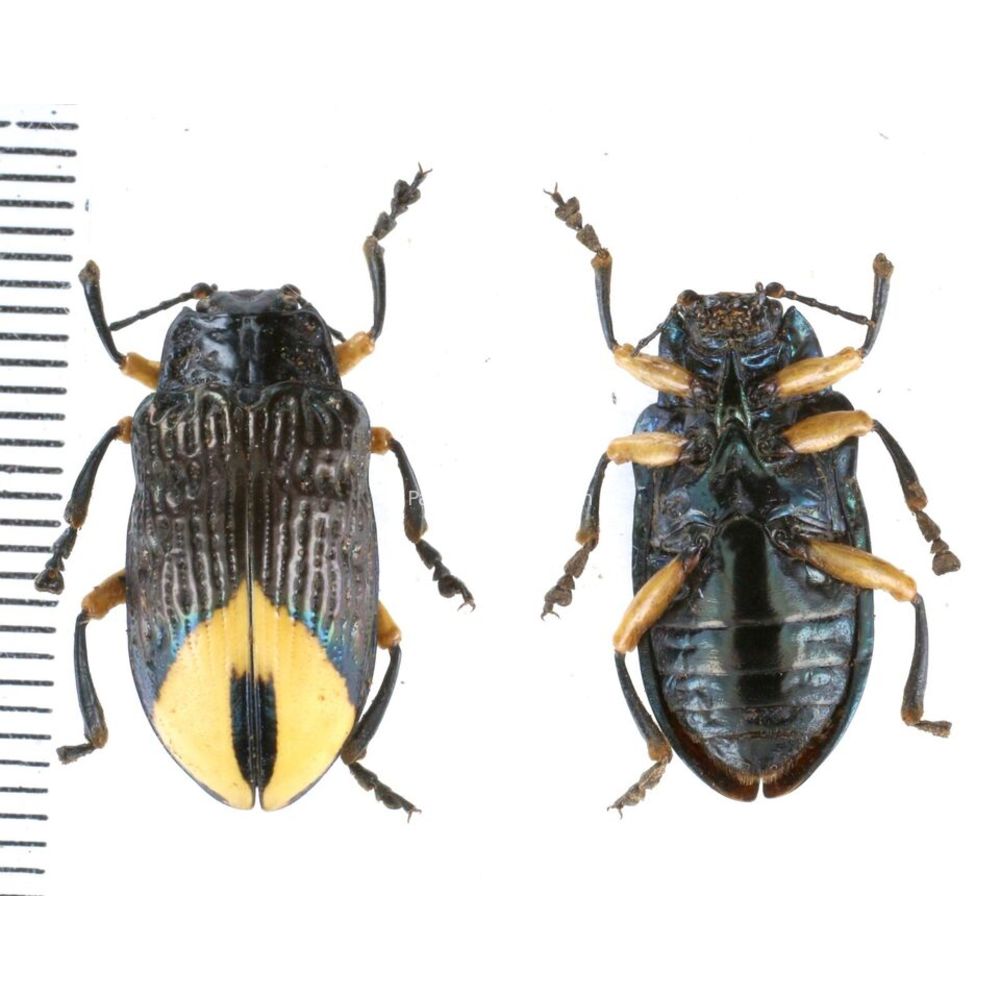 Promechus sp. - Chrysomelidae from Kainantu, Papua New Guinea, PNG MIX