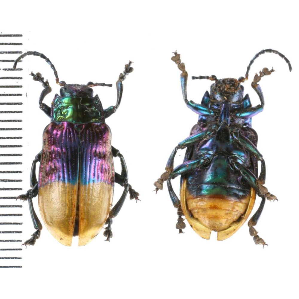 Chrysomelidae from Kainantu, Papua New Guinea, PNG MIX