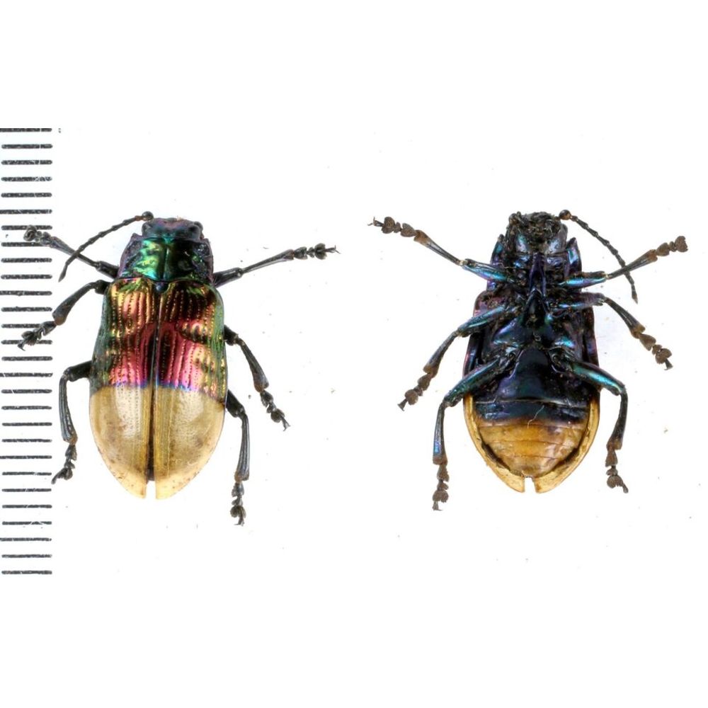 Chrysomelidae from Kainantu, Papua New Guinea, PNG MIX