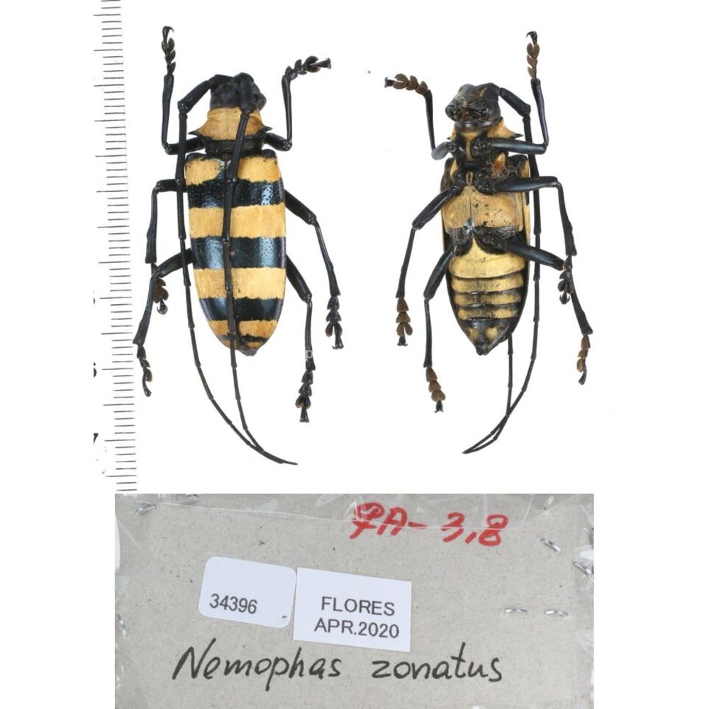 Nemophas sp - Cerambycidae from different island of Indonesia and Papua MIX