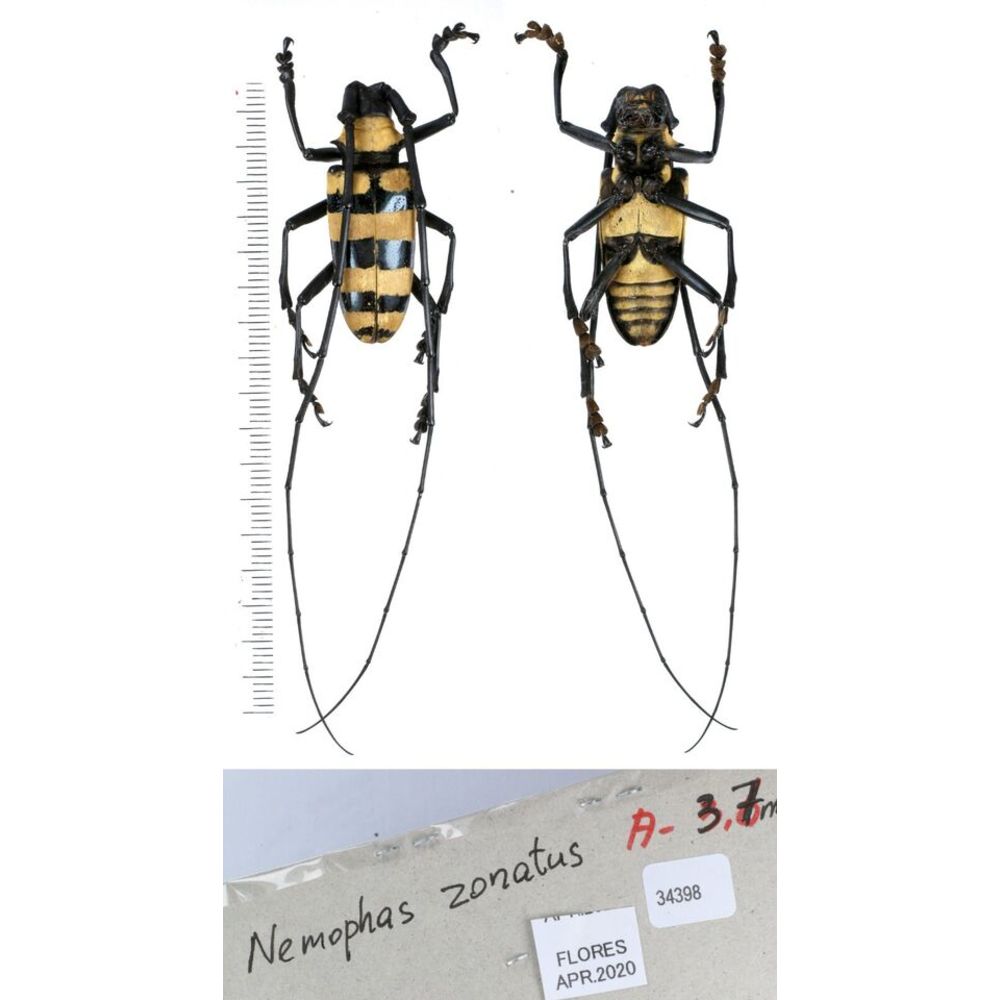 Nemophas sp - Cerambycidae from different island of Indonesia and Papua MIX