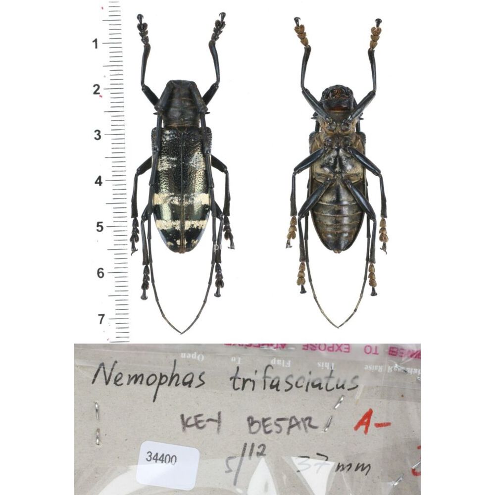 Nemophas sp - Cerambycidae from different island of Indonesia and Papua MIX