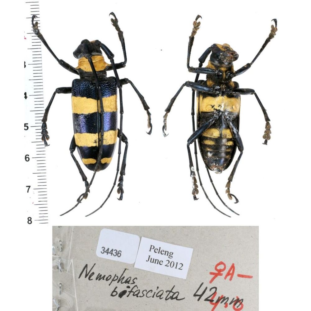 Nemophas sp - Cerambycidae from different island of Indonesia and Papua MIX