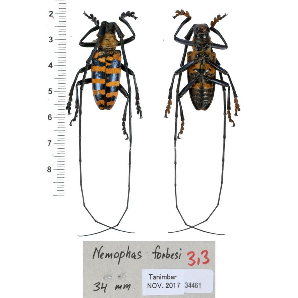 Nemophas sp - Cerambycidae from different island of Indonesia and Papua MIX