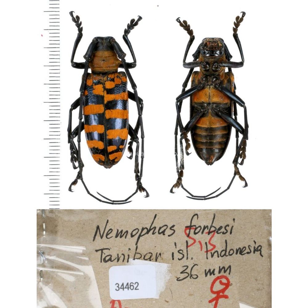 Nemophas sp - Cerambycidae from different island of Indonesia and Papua MIX