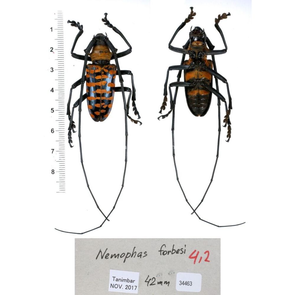 Nemophas sp - Cerambycidae from different island of Indonesia and Papua MIX