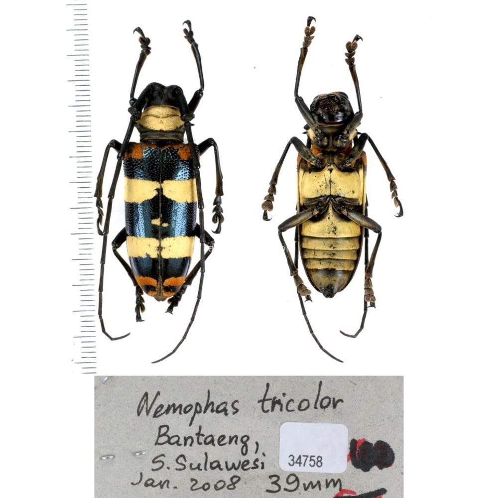 Nemophas sp - Cerambycidae from different island of Indonesia and Papua MIX