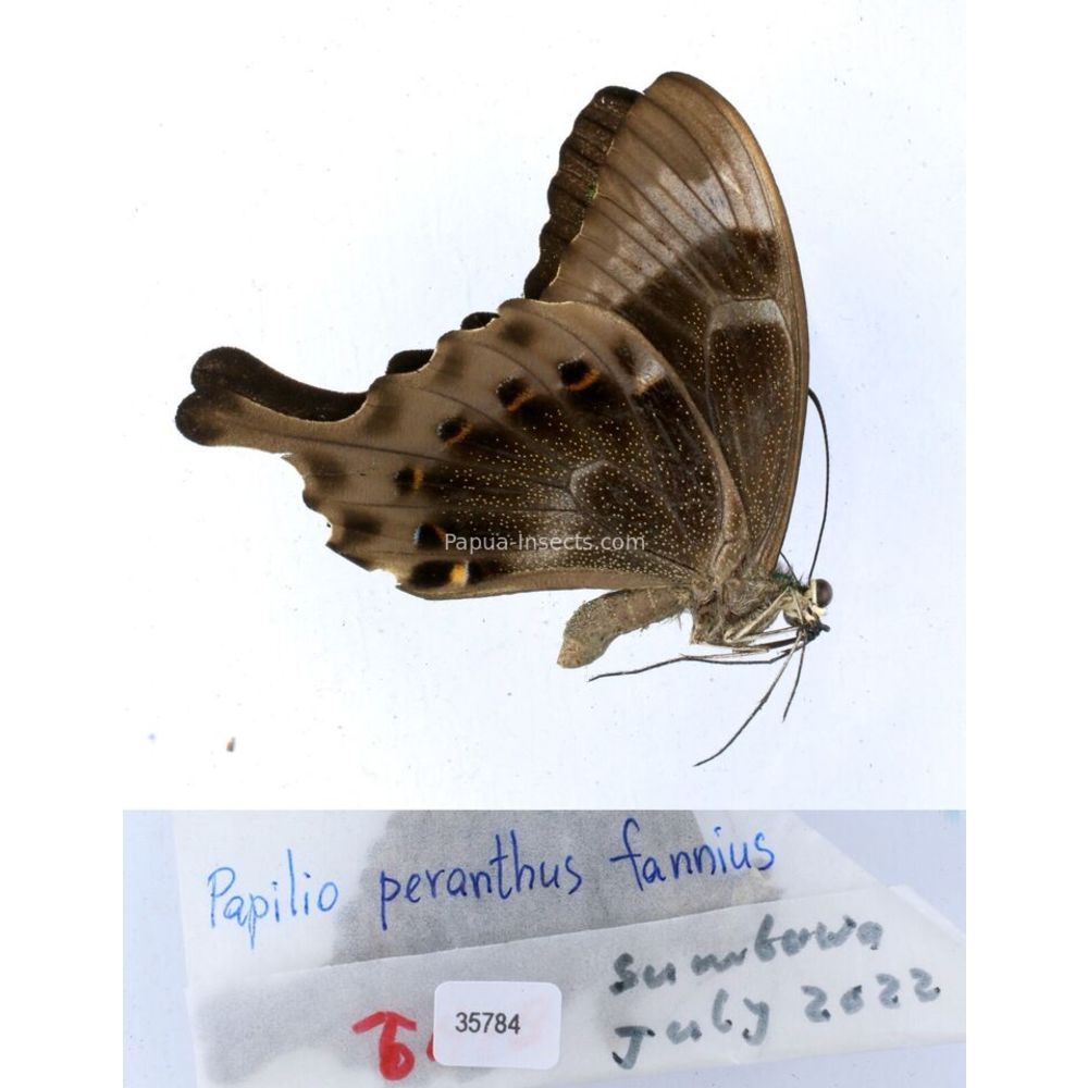 Papilio Pachliopta sp. Papilionidae from different islads of Indonesia MIX2