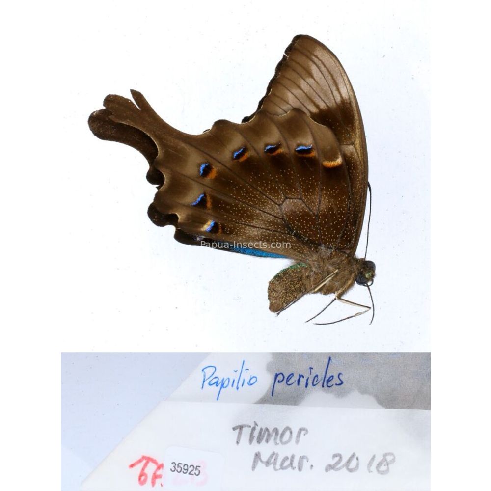 Papilio Pachliopta sp. Papilionidae from different islads of Indonesia MIX2