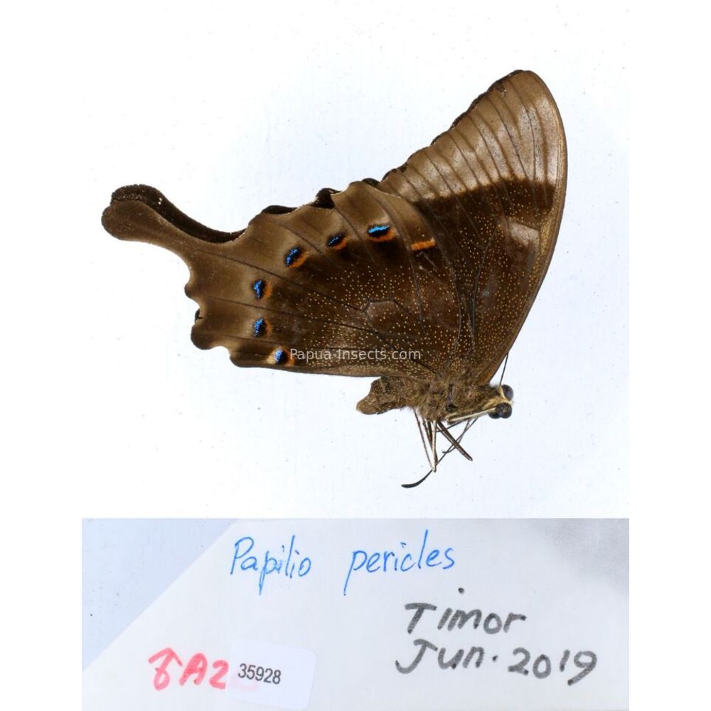 Papilio Pachliopta sp. Papilionidae from different islads of Indonesia MIX2