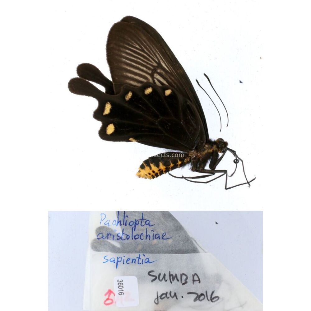 Papilio Pachliopta sp. Papilionidae from different islads of Indonesia MIX2