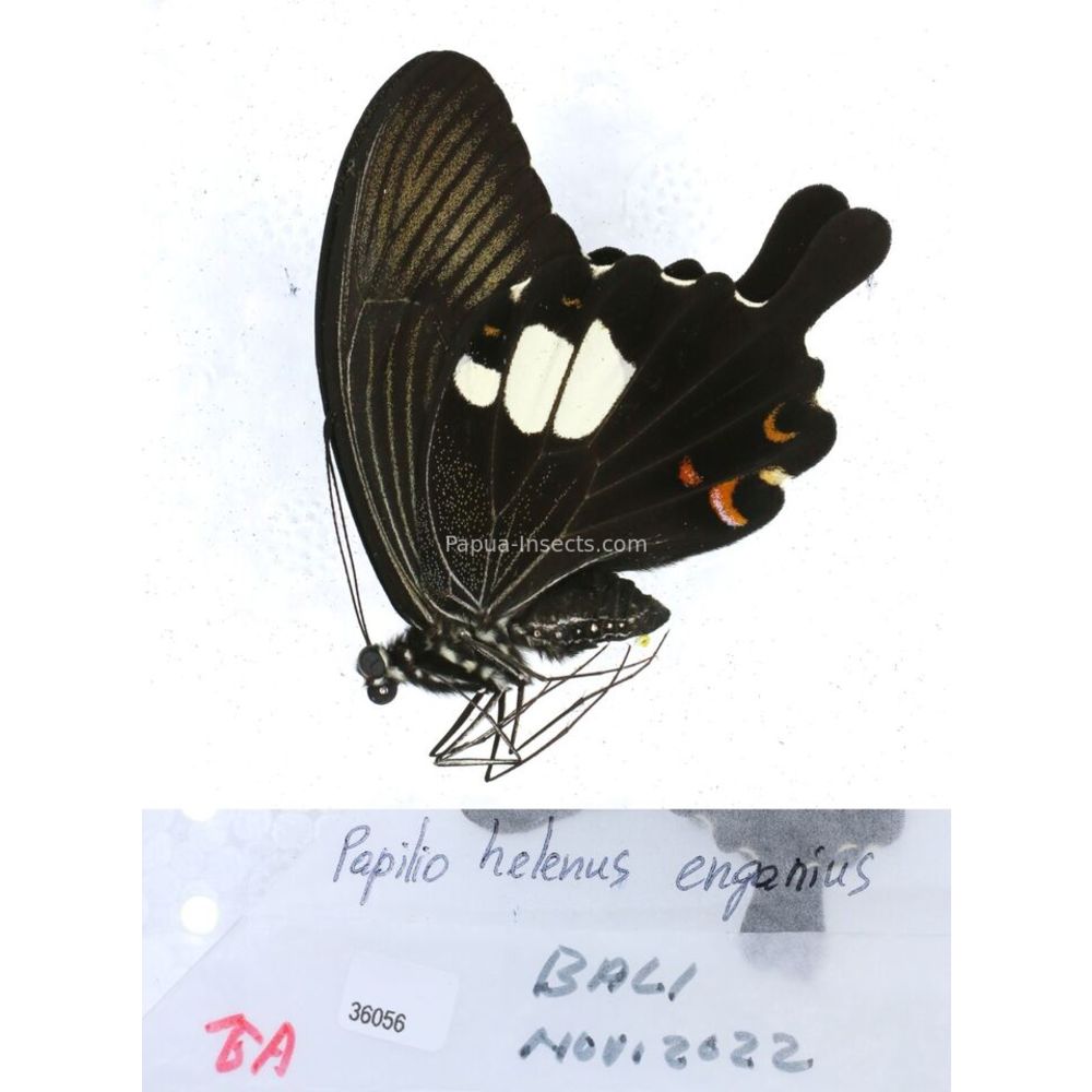 Papilio Pachliopta sp. Papilionidae from different islads of Indonesia MIX2