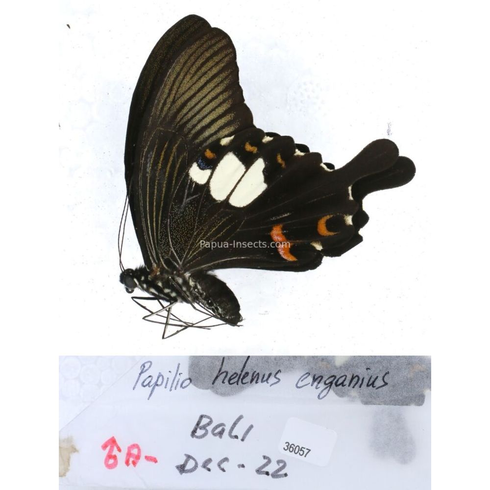 Papilio Pachliopta sp. Papilionidae from different islads of Indonesia MIX2