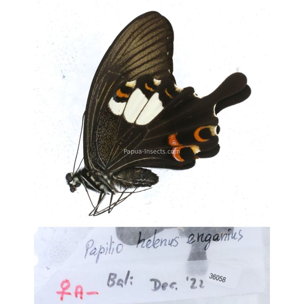 Papilio Pachliopta sp. Papilionidae from different islads of Indonesia MIX2