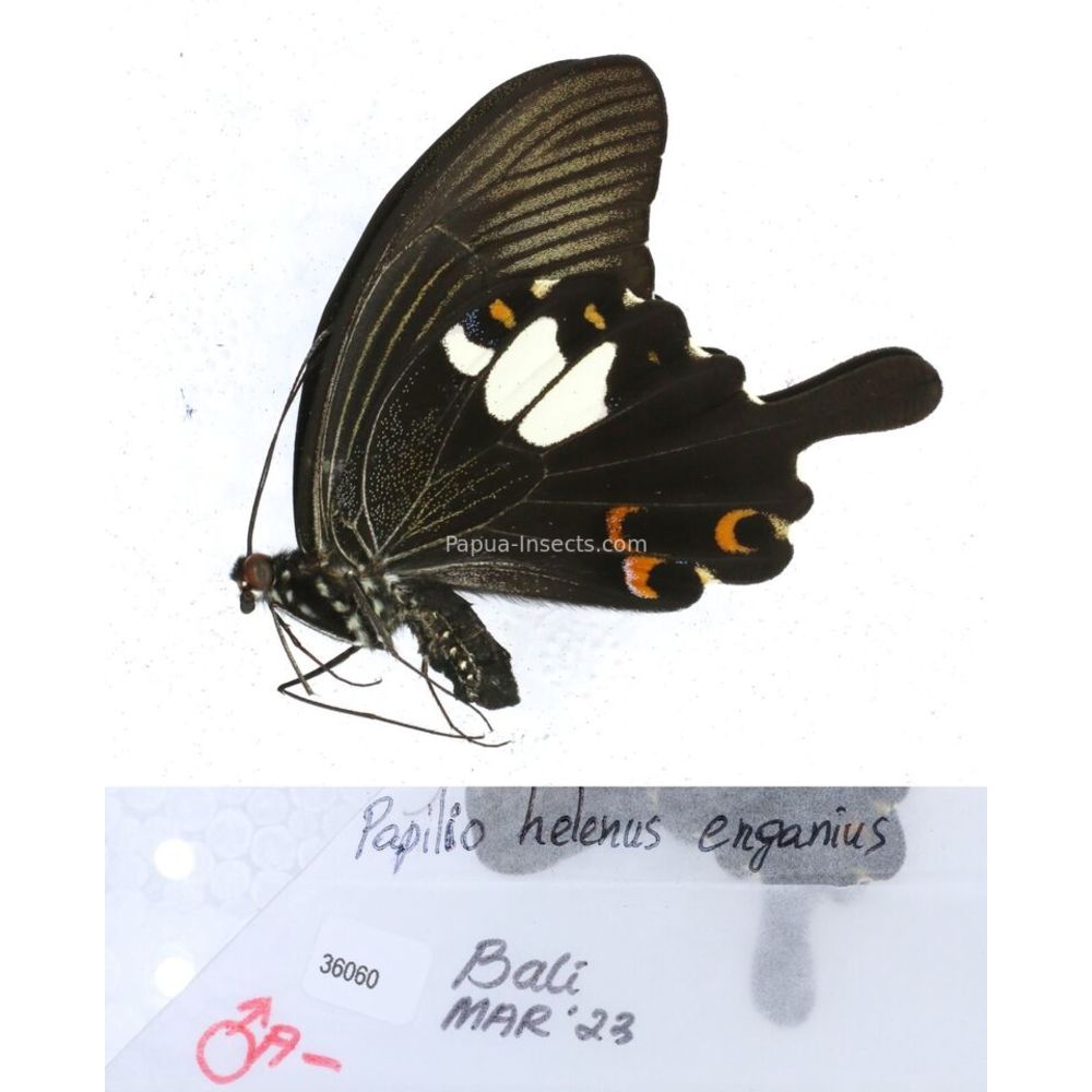 Papilio Pachliopta sp. Papilionidae from different islads of Indonesia MIX2