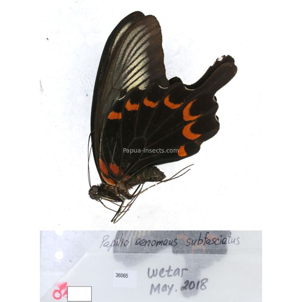 Papilio Pachliopta sp. Papilionidae from different islads of Indonesia MIX2