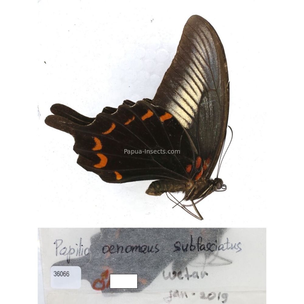 Papilio Pachliopta sp. Papilionidae from different islads of Indonesia MIX2