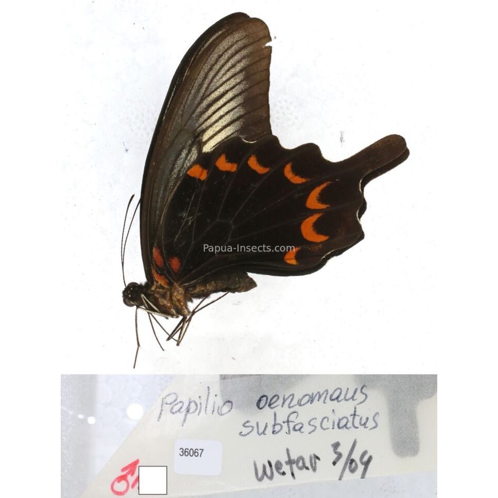 Papilio Pachliopta sp. Papilionidae from different islads of Indonesia MIX2