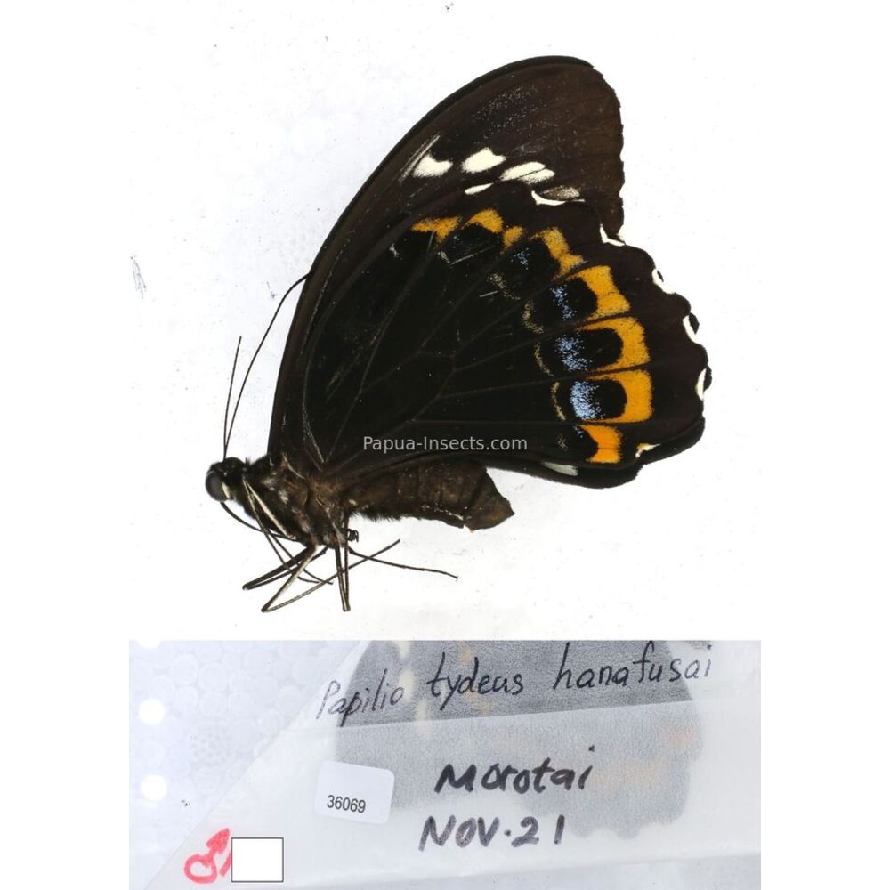 Papilio Pachliopta sp. Papilionidae from different islads of Indonesia MIX2