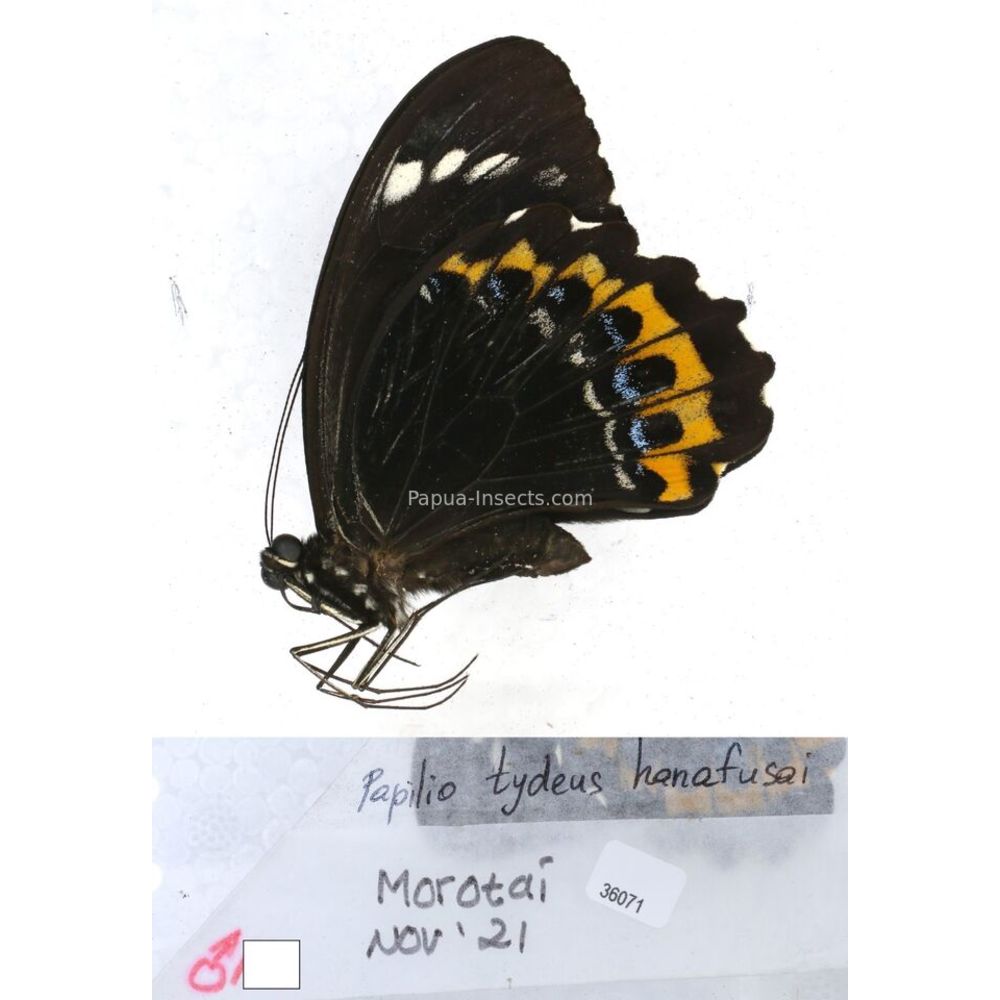 Papilio Pachliopta sp. Papilionidae from different islads of Indonesia MIX2