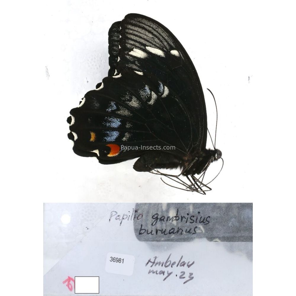 Papilio Pachliopta sp. Papilionidae from different islads of Indonesia MIX2