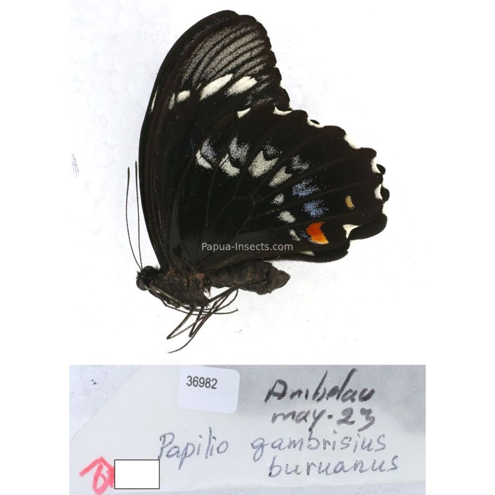 Papilio Pachliopta sp. Papilionidae from different islads of Indonesia MIX2