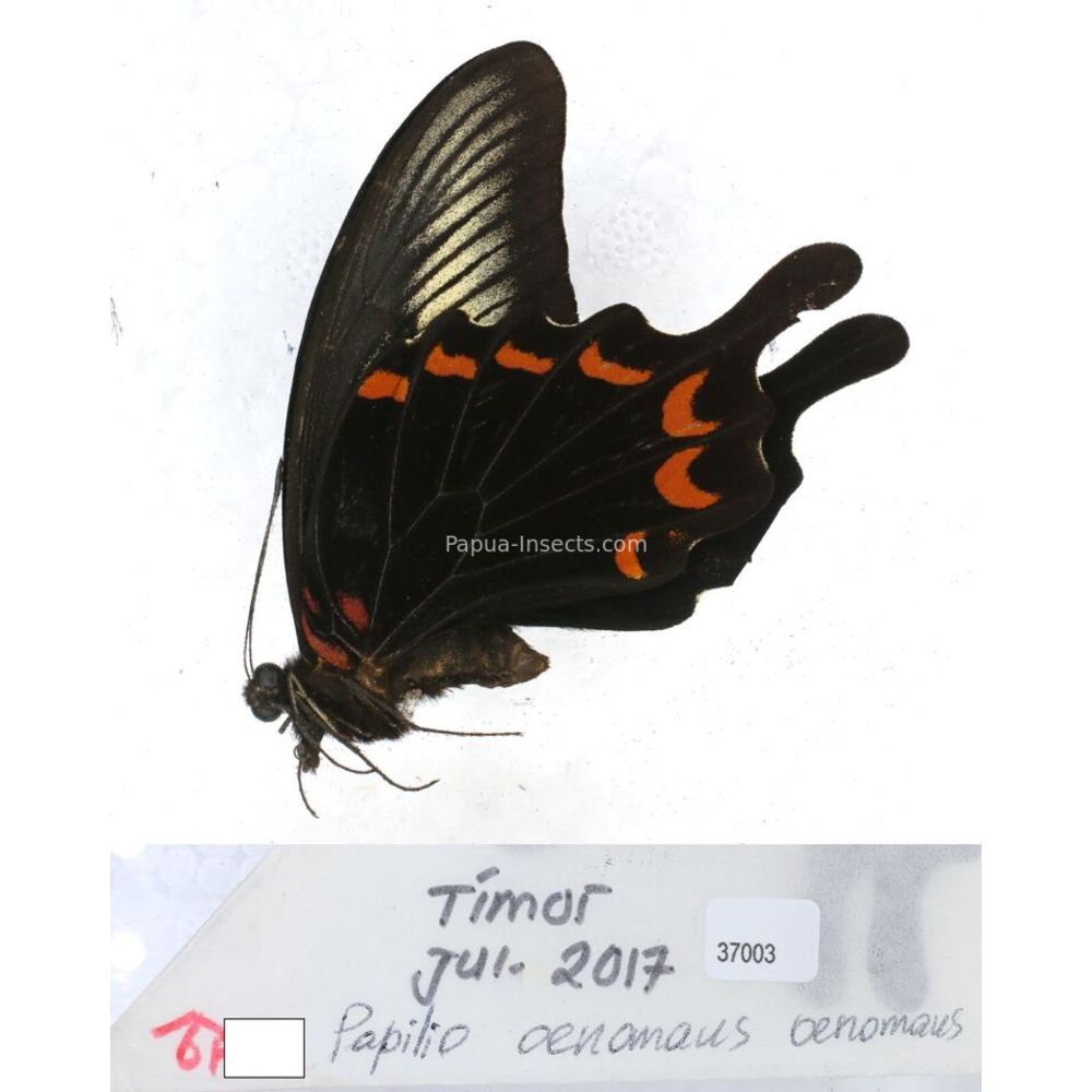 Papilio Pachliopta sp. Papilionidae from different islads of Indonesia MIX2