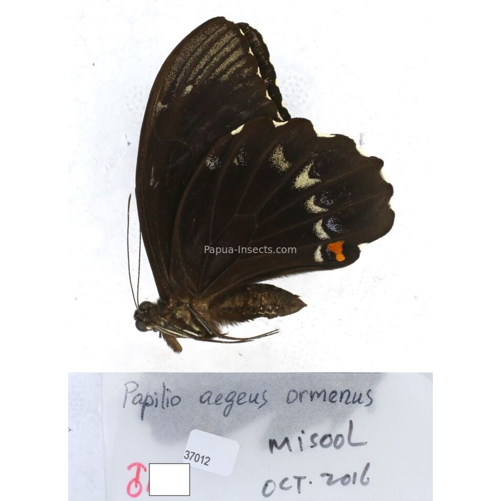 Papilio Pachliopta sp. Papilionidae from different islads of Indonesia MIX2