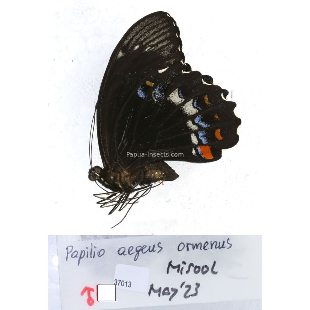 Papilio Pachliopta sp. Papilionidae from different islads of Indonesia MIX2