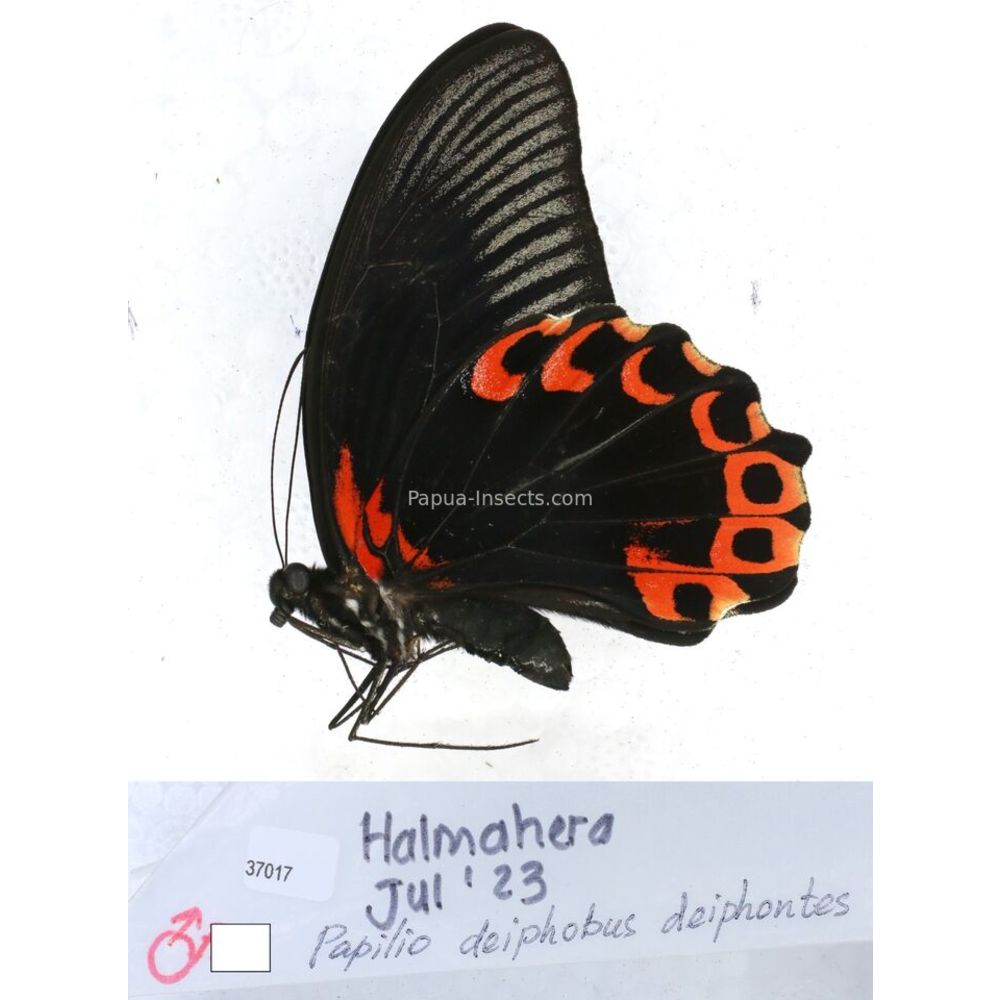 Papilio Pachliopta sp. Papilionidae from different islads of Indonesia MIX2