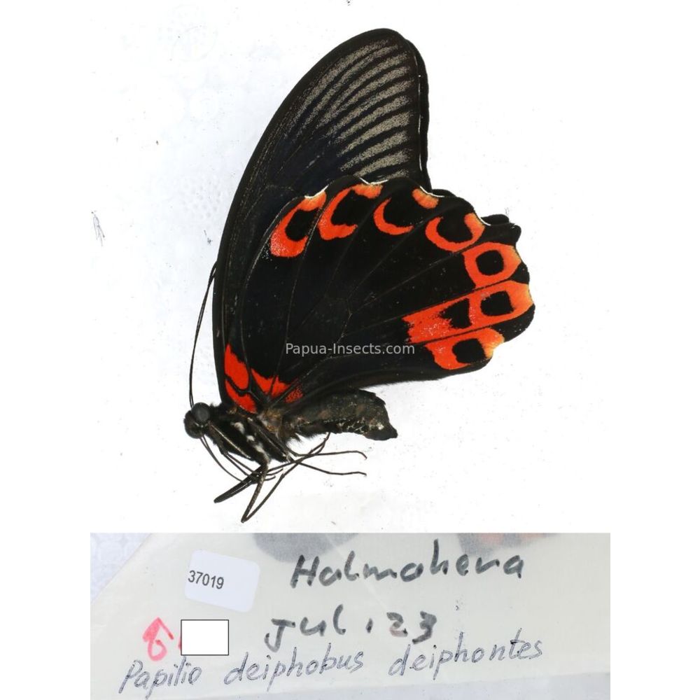 Papilio Pachliopta sp. Papilionidae from different islads of Indonesia MIX2