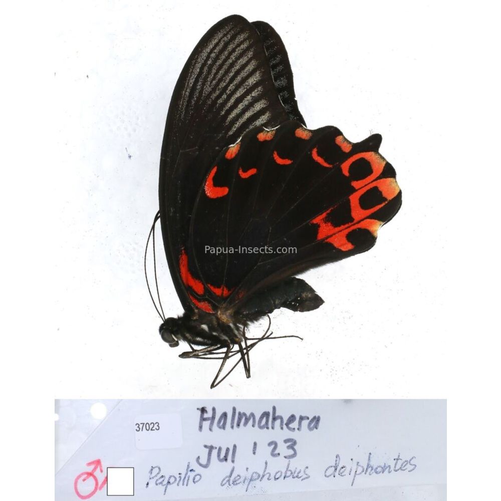 Papilio Pachliopta sp. Papilionidae from different islads of Indonesia MIX2