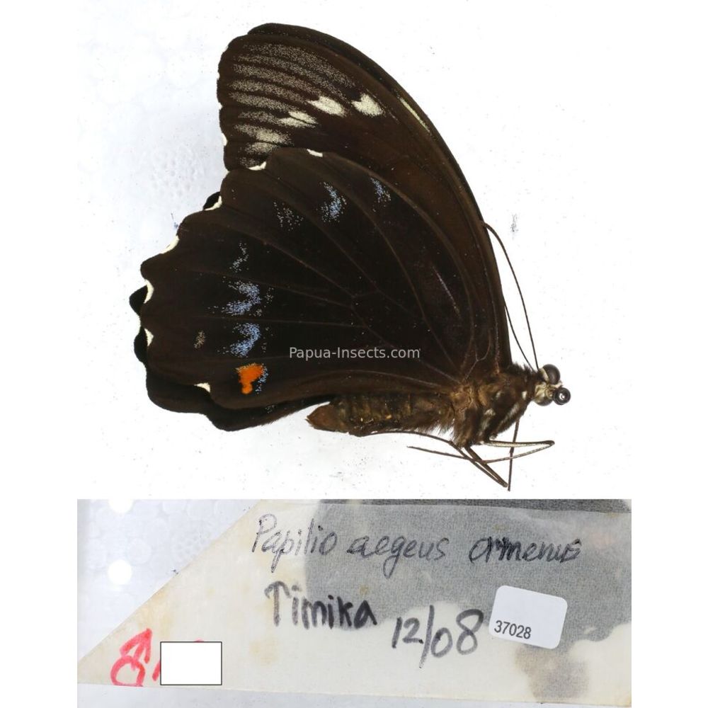 Papilio Pachliopta sp. Papilionidae from different islads of Indonesia MIX2