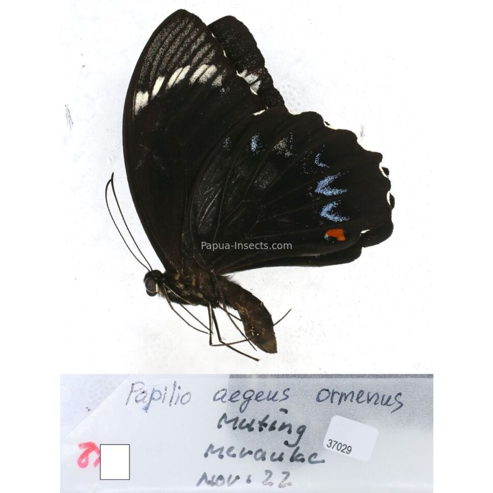 Papilio Pachliopta sp. Papilionidae from different islads of Indonesia MIX2