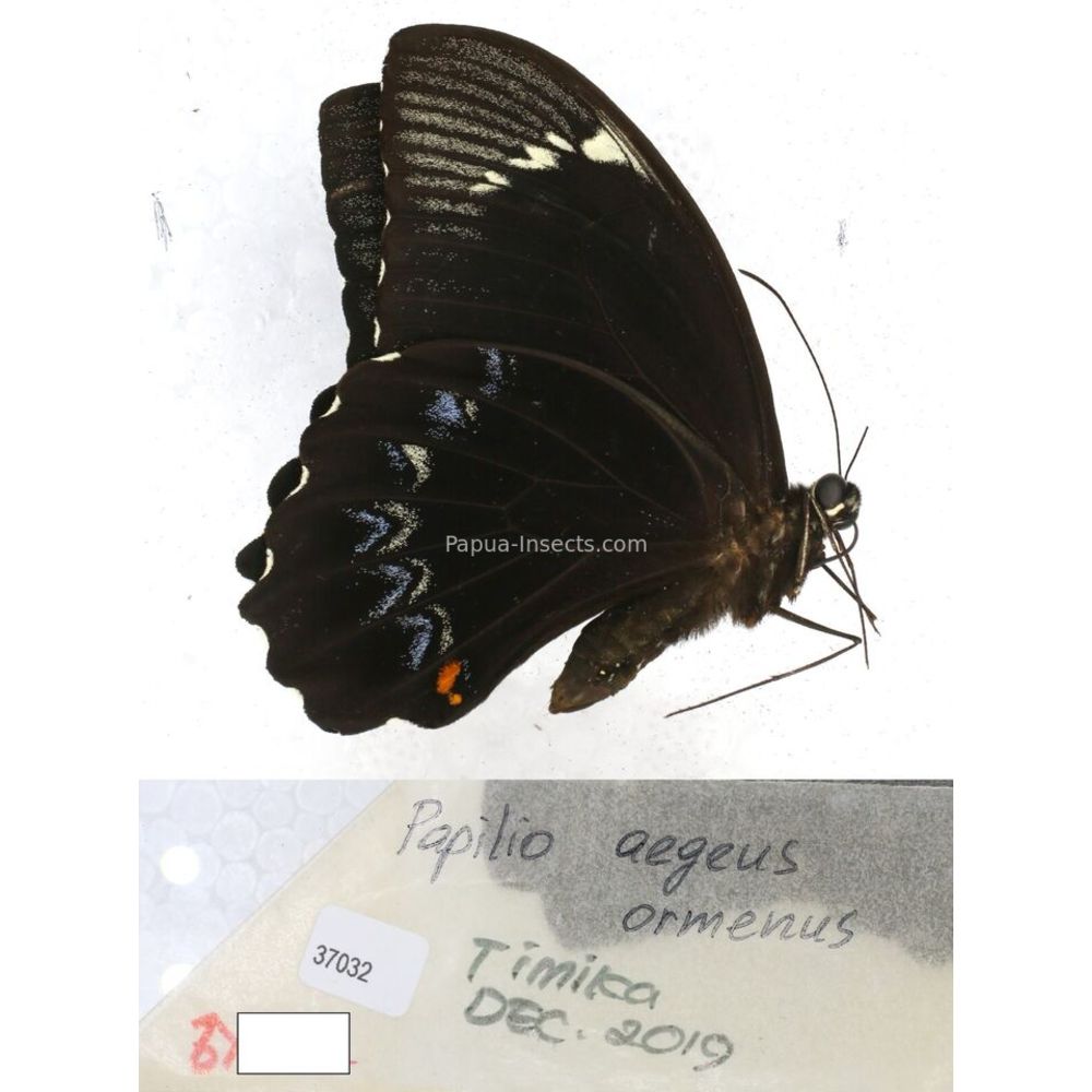 Papilio Pachliopta sp. Papilionidae from different islads of Indonesia MIX2