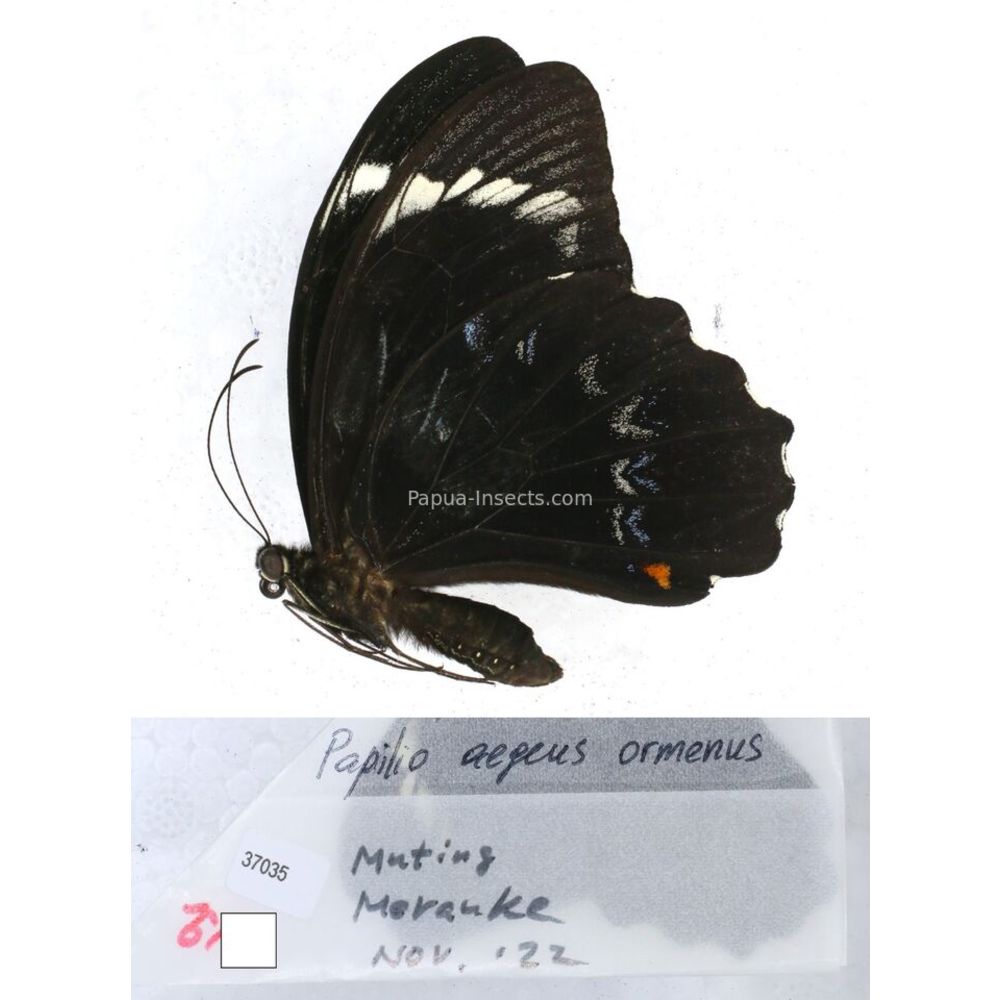 Papilio Pachliopta sp. Papilionidae from different islads of Indonesia MIX2