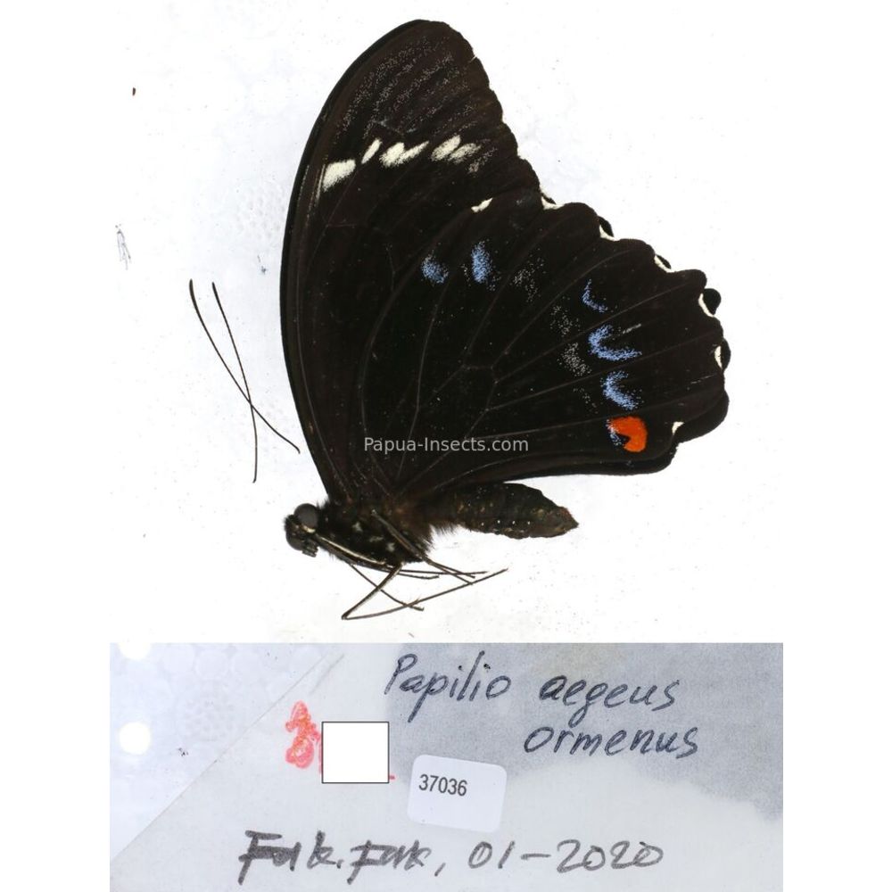 Papilio Pachliopta sp. Papilionidae from different islads of Indonesia MIX2