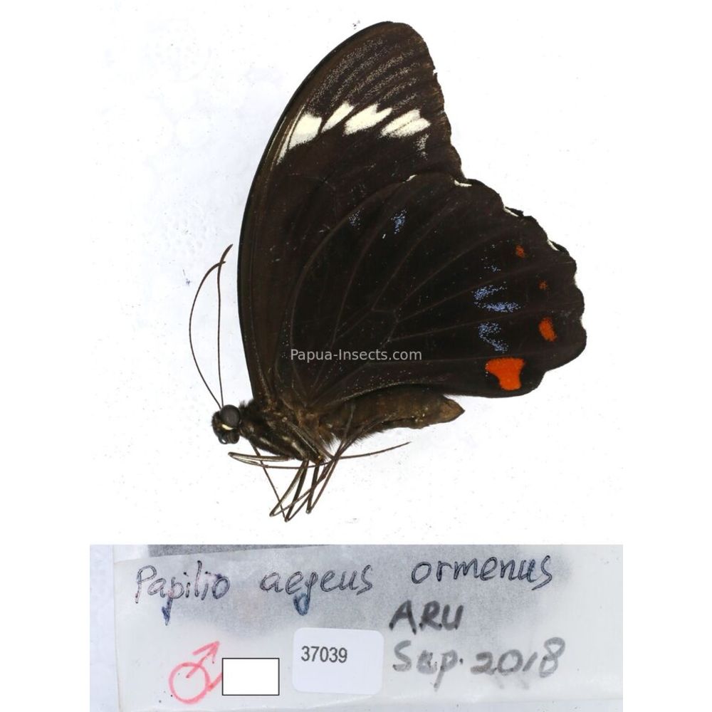 Papilio Pachliopta sp. Papilionidae from different islads of Indonesia MIX2