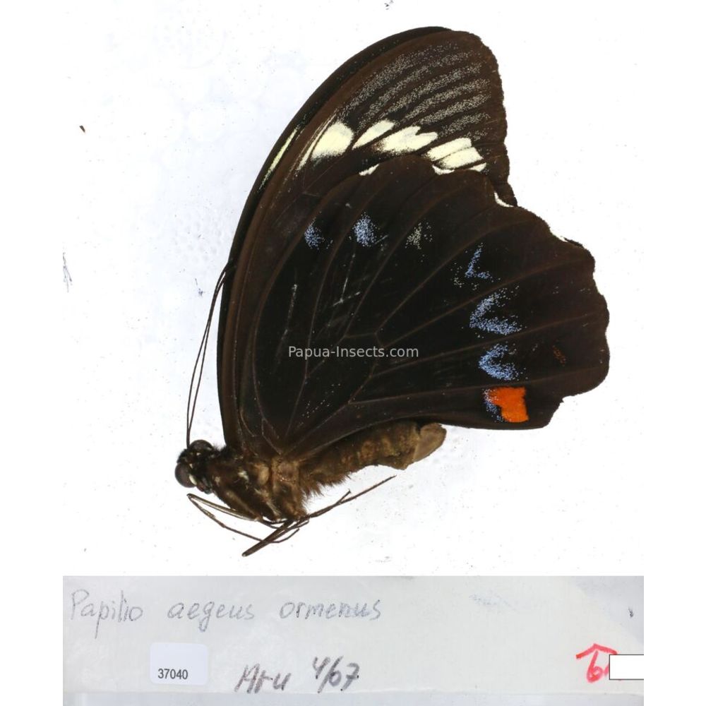 Papilio Pachliopta sp. Papilionidae from different islads of Indonesia MIX2